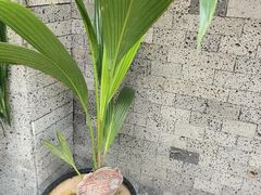 -椰语堂·海南清补凉(中山骑楼店)