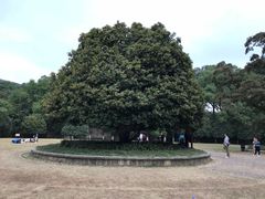 -灵谷景区