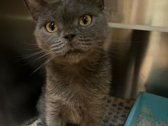 -御宝贝·A梦猫科宠物医院(国际猫友好医院)