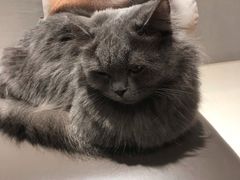 -飞行喵MR PILOT|猫舍·猫咖(静安大融城店)