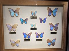 -上海昆虫博物馆