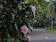 -深圳国际园林花卉博览园