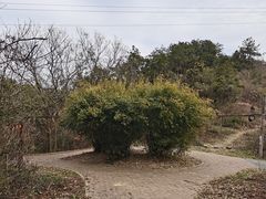 -青龙山国家森林公园