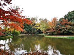 -上海共青森林公园