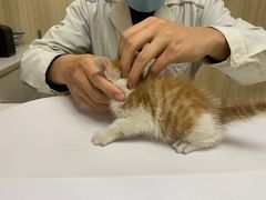 -瑞派紫金宠物医院24小时·骨科·中兽医·重症转诊中心(番禺大石院)