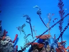 -上海海洋水族馆