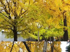 -四川大学(华西校区)