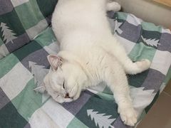 -鼓捣猫呢主题猫咖店
