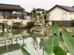 -大莲湖农家乐(青西郊野公园店)