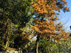 -广州市流溪河国家森林公园