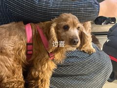 -萌喵宠狗爱心宠咖