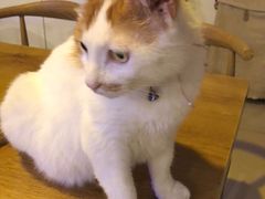 -平行世界·猫咖(首经贸店)
