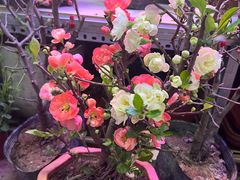 -花鸟鱼虫鲜花绿植市场(玉泉路店)