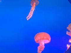 -太平洋海底世界