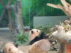 -灵玲国际马戏城