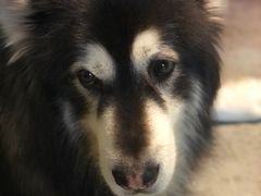 -more than meow吴止猫主题餐厅(承德 中船汇店)