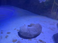 -海合安成都极地海洋公园