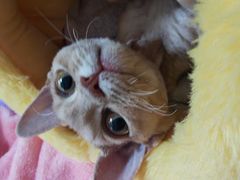 -山宅一喵德文卷毛猫舍