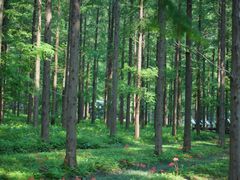 -黄海国家森林公园