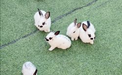 -萌宠亲子动物乐园(槐房万达店)