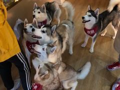 -Husky Go! 哈士奇体验馆·宠物咖啡厅狗咖