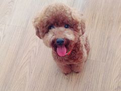 -PETKIT小佩宠物(古北店)