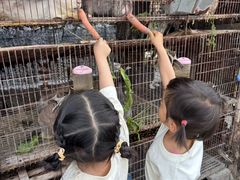 -樂桃源奉贤黄桃种植采摘基地