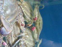 android_upload_pic-春华海鲜城(广场西苑店)