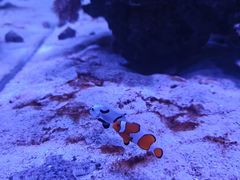 -海合安武汉极地海洋公园