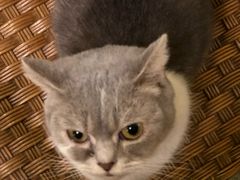-猫色咖啡·猫咖