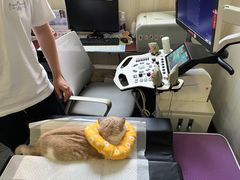 -宠爱国际动物医院· 猫科· 外科·中兽医(长白店)