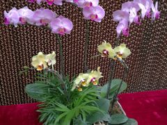 -兰陵国家农业公园