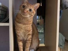 -安安宠医宠物医院·异宠·犬猫内科(岳阳分院)
