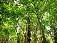 -中国科学院西双版纳热带植物园