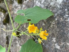 -武陵山森林公园