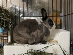 -爱侣宠医·鹦鹉专科·小型哺乳类·异宠专科(灵石路店)