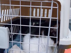 -四月宠物医院·猫专科·心脏专科·内科(转塘店)