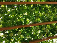 -中国天府农业博览园