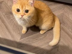 -东方名猫馆·英短金渐层布偶猫舍(环线广场1号楼店)