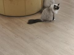 -1013 PET SHOP精品宠物商店(丁香店)