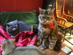 -猫色咖啡·猫咖