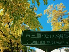 -三里屯东五街银杏大道