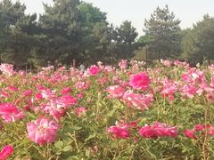 -汉长安城未央宫国家考古遗址公园