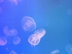 -福州罗源湾海洋世界旅游区