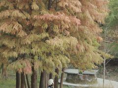 -天花井景区