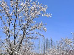 -东平国家森林公园