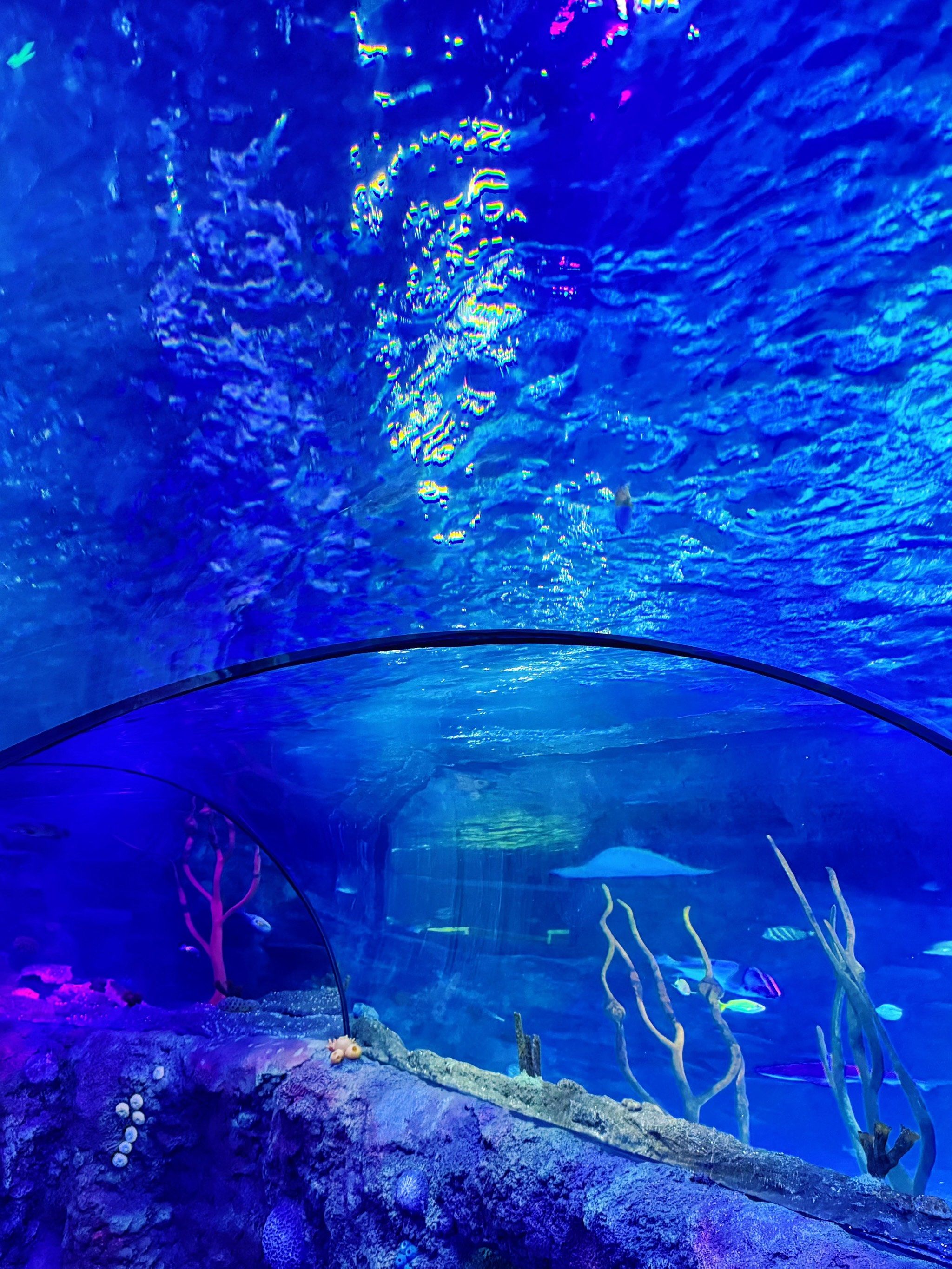 沈阳乐高海洋探索馆丨水族馆的奇趣展