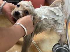 -派特宠物医院(圆融广场店)