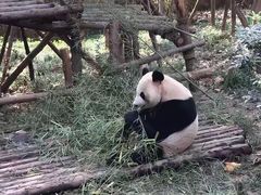 -成都大熊猫繁育研究基地