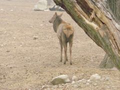 景点-西安秦岭野生动物园